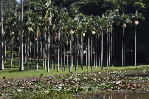 Floresta Estadual "Edmundo Navarro de Andrade", palco da Copa Brasil de Cross Country /  Foto: Prefeitura de Rio Claro