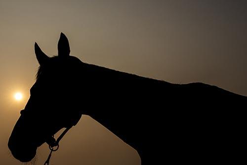 Jogos Equestres Mundiais: a festa maior do hipismo mundial / Foto: Yong Teck Lim / FEI