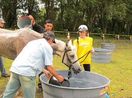 Bell Kalil, puro sangue árabe, parceiro de Ana Flávia sendo refrescado pela equipe de apoio  / Foto: Divulgação