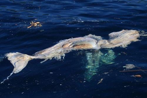 A organização da Semana de Vela de Ilhabela foi informada de que seis baleias foram encontradas mortas na região entre o Guarujá e a Joatinga, a maioria Jubartes / Fotos: Divulgação