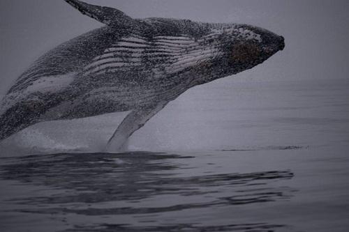 Com expectativa de novo "show" de baleias jubarte, a regata de abertura da competição passará pelo recém-criado Refúgio de Vida Silvestre de Alcatrazes / Foto: Julio Cardoso