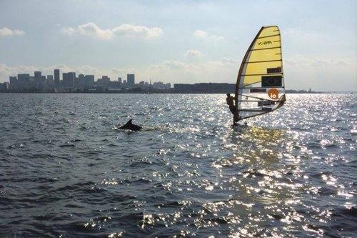 Bimba velejando na Baía de Guanabara / Foto: Reprodução / Facebook