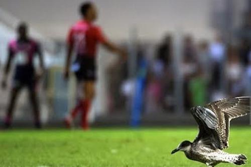 Gaivota posa num campo de rugby / Foto: Getty Images